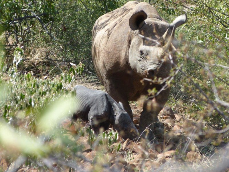 &quot;... coming up on a black rhino in the Klip River valley who had given birth within - literally - the past 30 minutes (the baby is now named Aaron after our son who was with us on the trip) and, of course, to the people and the amazing wildlife - well, we loved every second of it.&quot;<br><em>&mdash;&nbsp;G. Trauner, Wilson, WY</em>