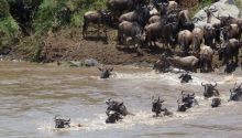 The Migration: River Crossings