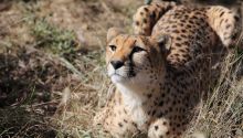 Cheetahs of Namibia