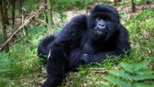 Gorilla Trekking in Rwanda