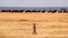 Serengeti Safari Camp - North 