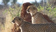 Cheetah View Lodge