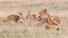 Grasslands of Tanzania