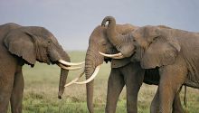 East Africa Revealed