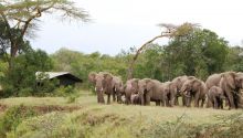 Highlights of East Africa - Great (Dec - Mar)