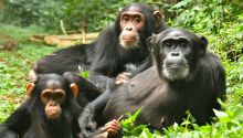 Edens of Uganda: Gorillas & Chimpanzees