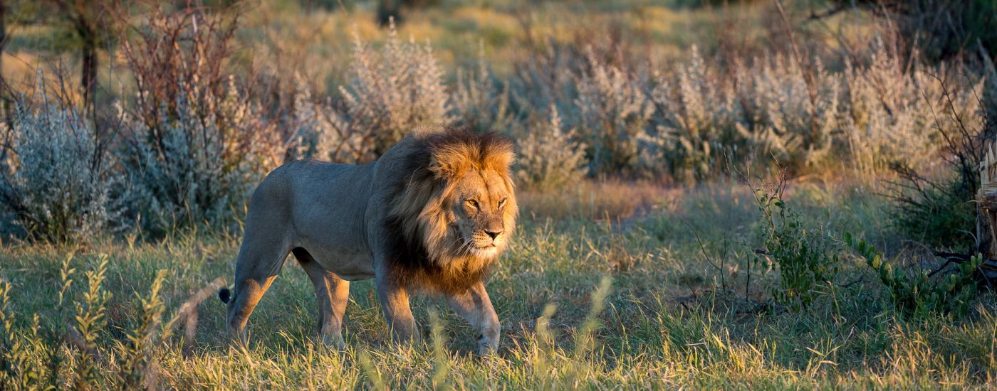 Explore Africa's best wildlife destinations