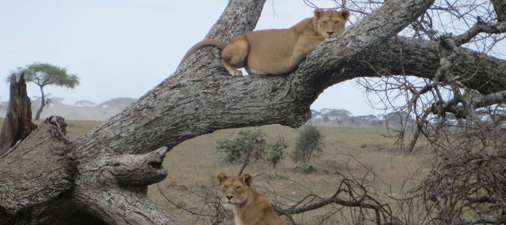 Lions in a tree near Namiri Plains Camp - Image 5