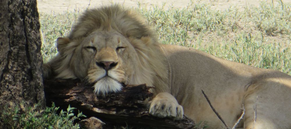 Namiri Plains Camp - the king of beasts? - Image 7