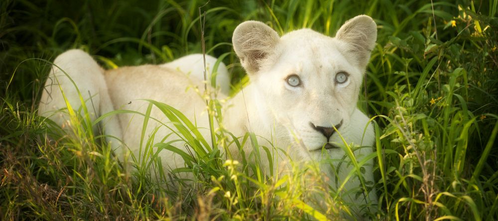 Lion spotted at Tanda Tula Safari Camp, Timbavati Game Reserve, South Africa - Image 12
