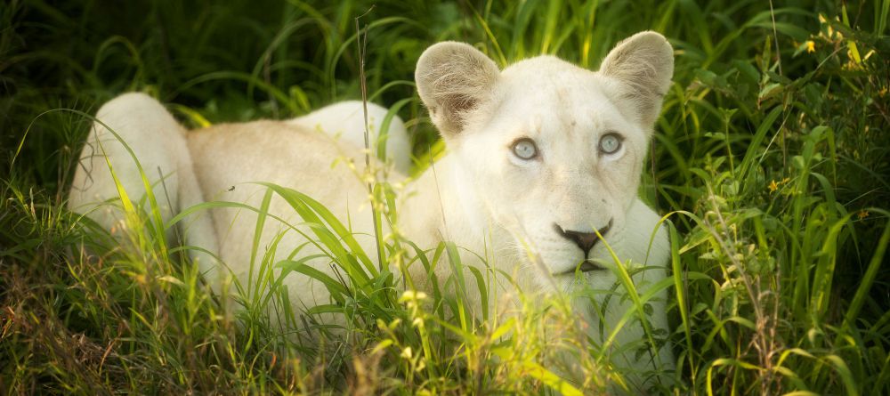Tanda Tula Field Camp, Timbavati Game Reserve, South Africa - Image 3