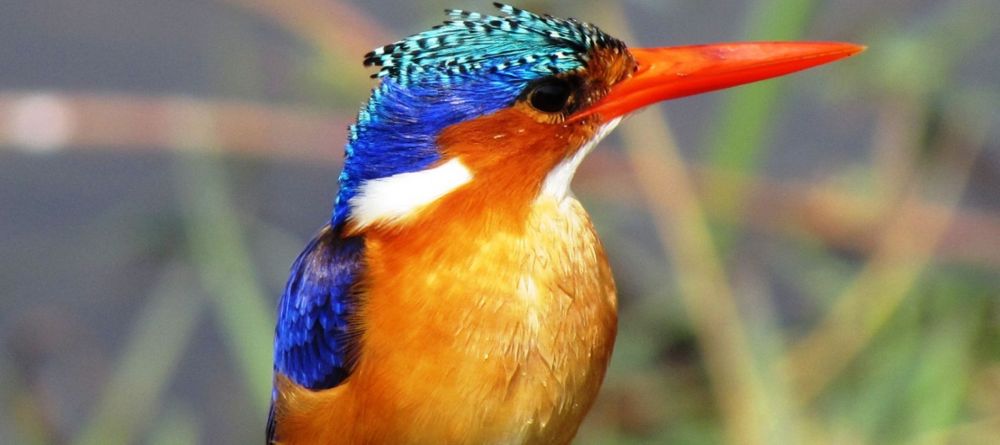 A Malachite Kingfisher sits by the riverbank at Chinzombo, South Luangwa National Park, Zambia - Image 15