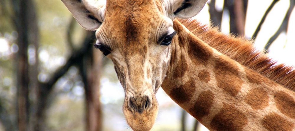 Giraffe Sanctuary  - Image 12