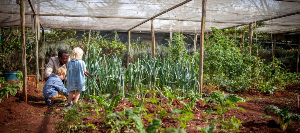 Vegetable Patch - Image 15