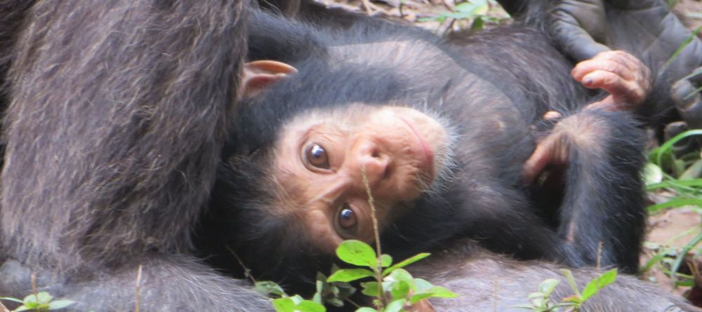 Brian was trekking at Mahale and was lucky to see some cute babies - Image 3