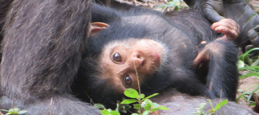 Brian was trekking at Mahale and was lucky to see some cute babies - Image 11