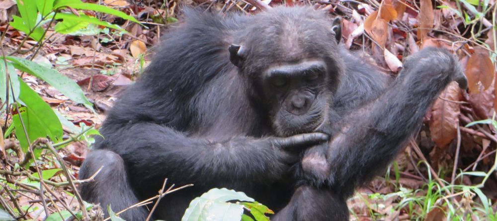 Chimpanzee grooming himself near the Greystoke Mahale Camp - Image 6
