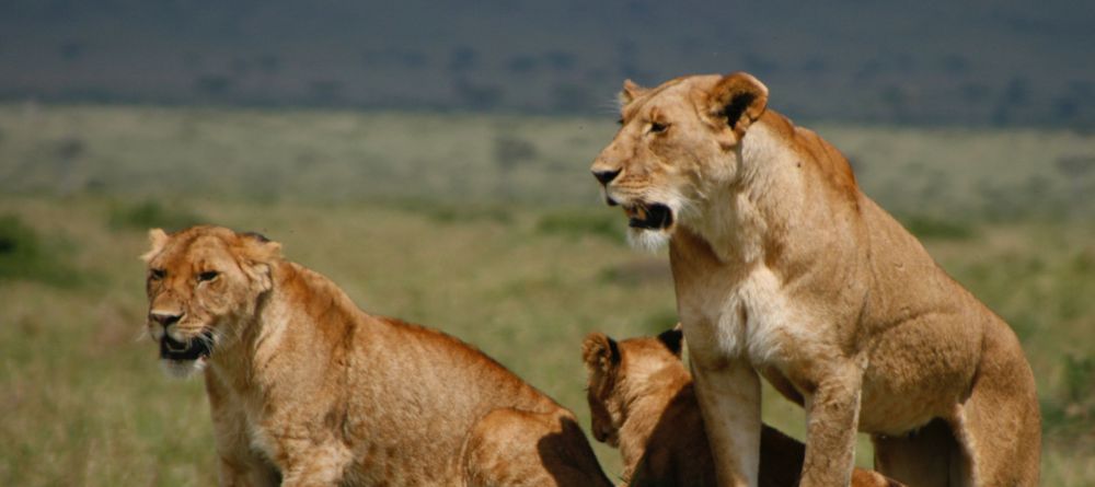 Mahali Mzuri, Olare Motogori Conservancy, Kenya - Image 26