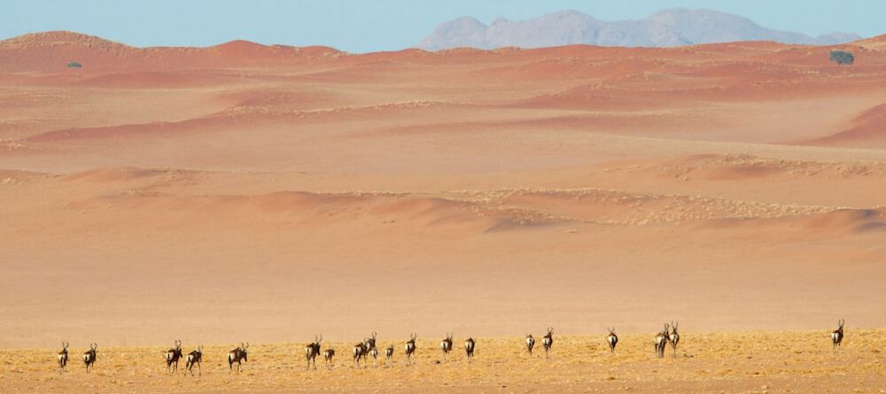 Wildlife - Image 2