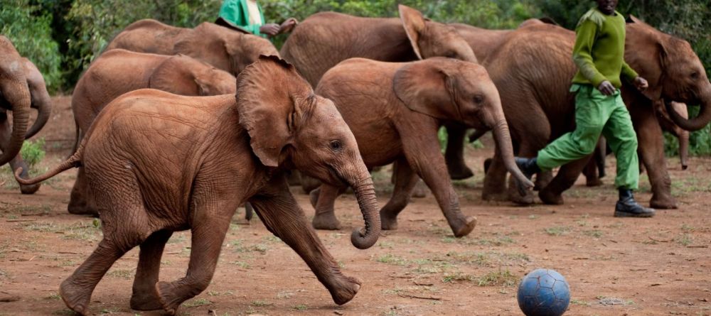 The Daphne Sheldrick Elephant Orphanage - Macushla House, Nairobi, Kenya - Image 2
