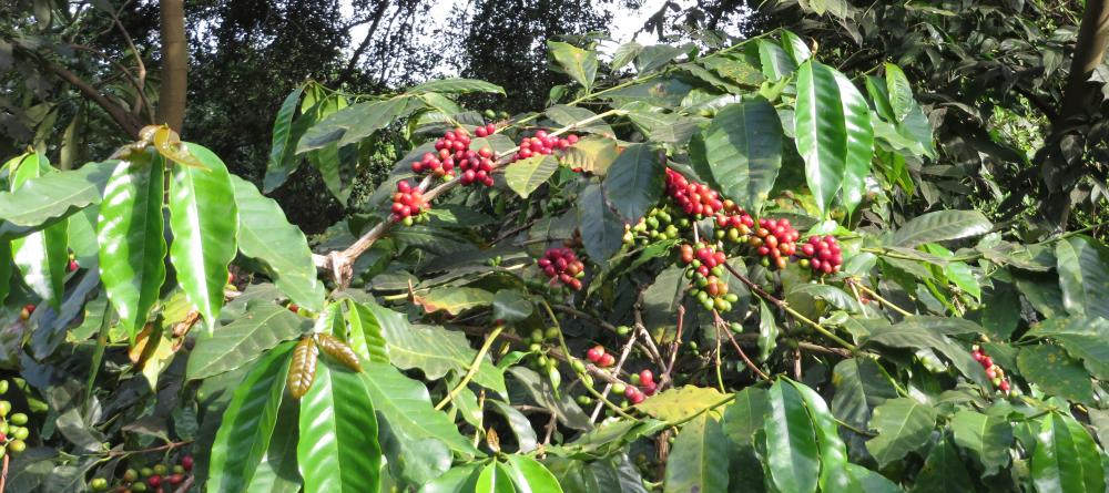 Guests gain insight to how the thirty acre coffee plantation works at Lake Duluti Lodge, Arusha, Tanzania (Mango staff photo) - Image 2