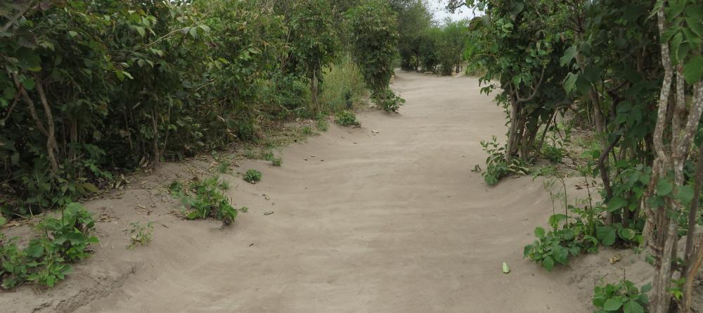 The beautiful pathways at Tarangire Osupuko Lodge, Tarangire National Park, Tanzania (Mango staff photo) - Image 4