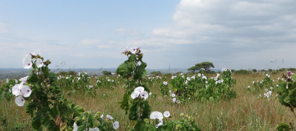 Beautiful white and purple flowers dot the plains at Tarangire Osupuko Lodge, Tarangire National Park, Tanzania (Mango staff photo) - Image 7