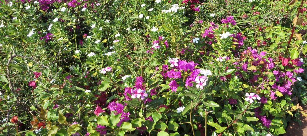Beautiful flowers adorn the property at Bashay Rift Lodge, Karatu, Tanzania (Mango staff photo) - Image 8