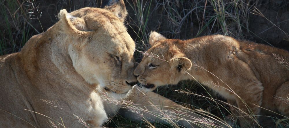 Mommy and baby lions - Image 18