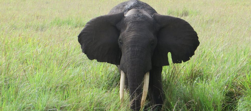 Elephants in Queen Elizabeth National Park - Image 16