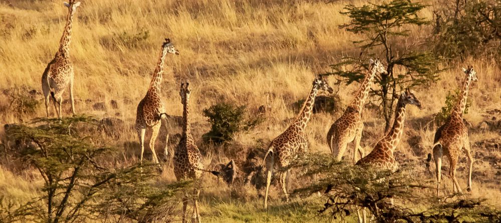 Mahali Mzuri, Olare Motogori Conservancy, Kenya - Image 2