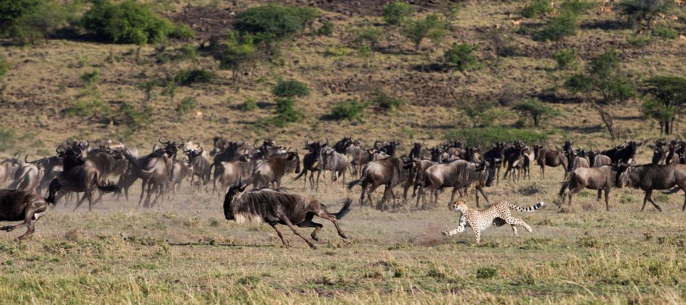Mahali Mzuri, Olare Motogori Conservancy, Kenya - Image 8
