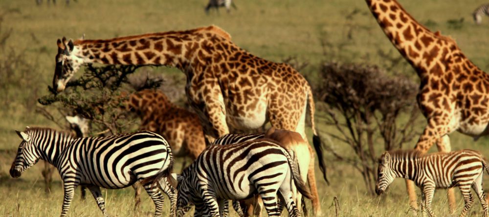 Mahali Mzuri, Olare Motogori Conservancy, Kenya - Image 14
