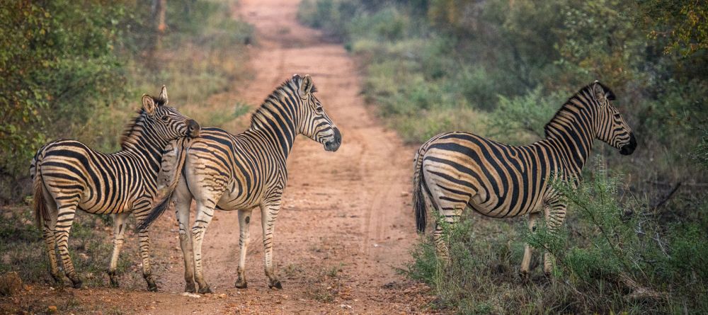Garonga Safari Camp, Kruger National Park, South Africa - Image 4