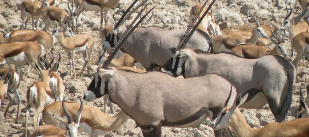 Abundant wildlife at Namutoni Rest Camp, Etosha National Park, Namibia - Image 7