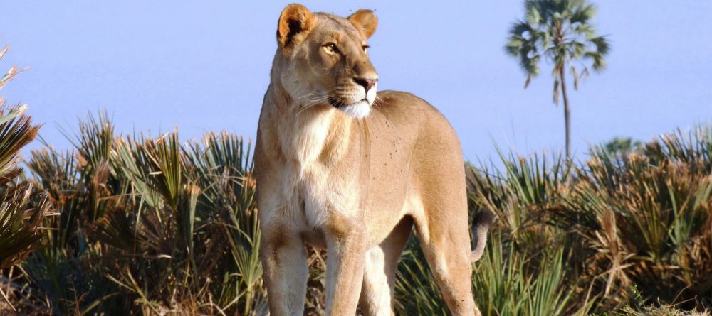 Sandibe Safari Lodge, Okavango Delta, Botswana - Image 16