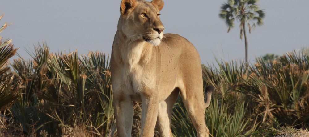 Gomoti Plains Camp, Moremi Game Reserve, Botswana - Image 17