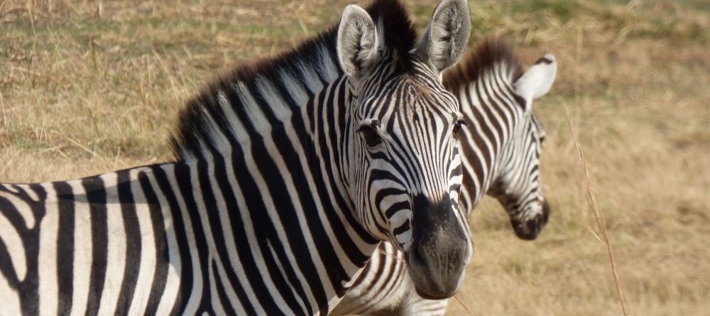 Gomoti Plains Camp, Moremi Game Reserve, Botswana - Image 1