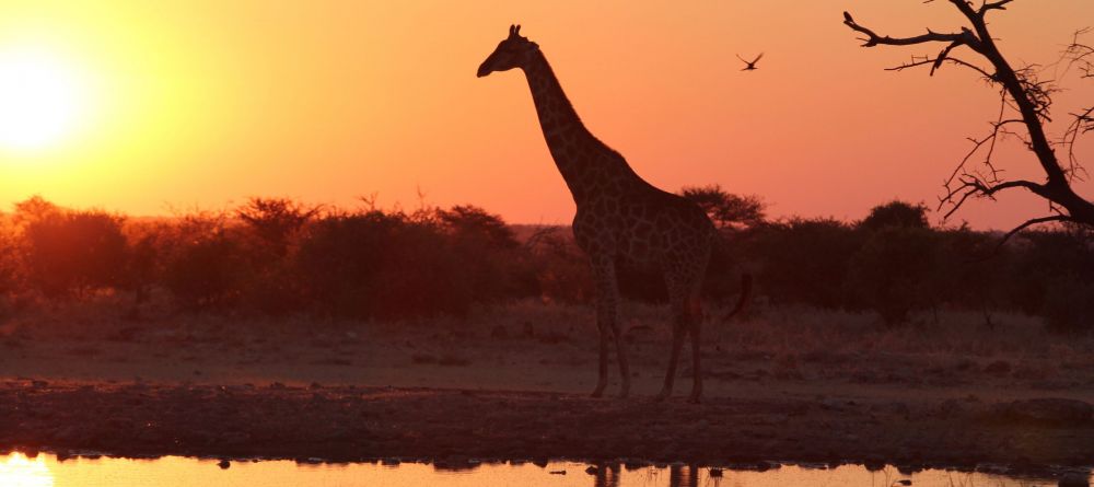 A giraffe silhouetted at sunset at Namutoni Rest Camp, Etosha National Park, Namibia - Image 8