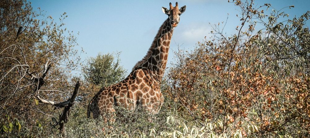 Garonga Safari Camp, Kruger National Park, South Africa - Image 6