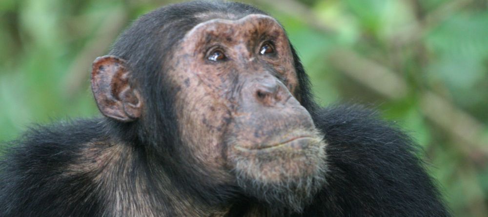 An inquisitive visitor at Kungwe Beach Lodge, Mahale Mountains National Park, Tanzania - Image 14