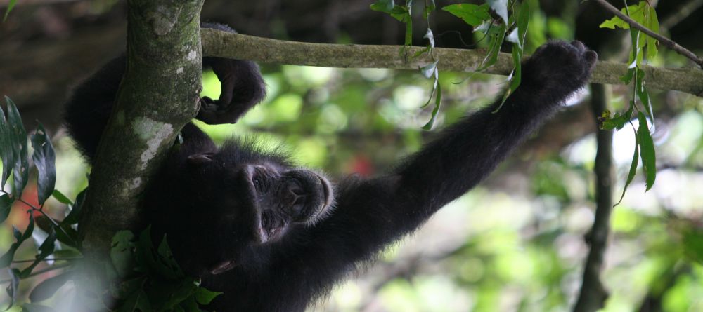 Playing around in the trees at Kungwe Beach Lodge, Mahale Mountains National Park, Tanzania - Image 15