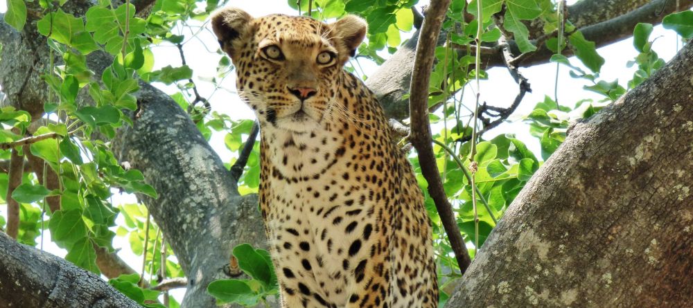 Sandibe Safari Lodge, Okavango Delta, Botswana - Image 18