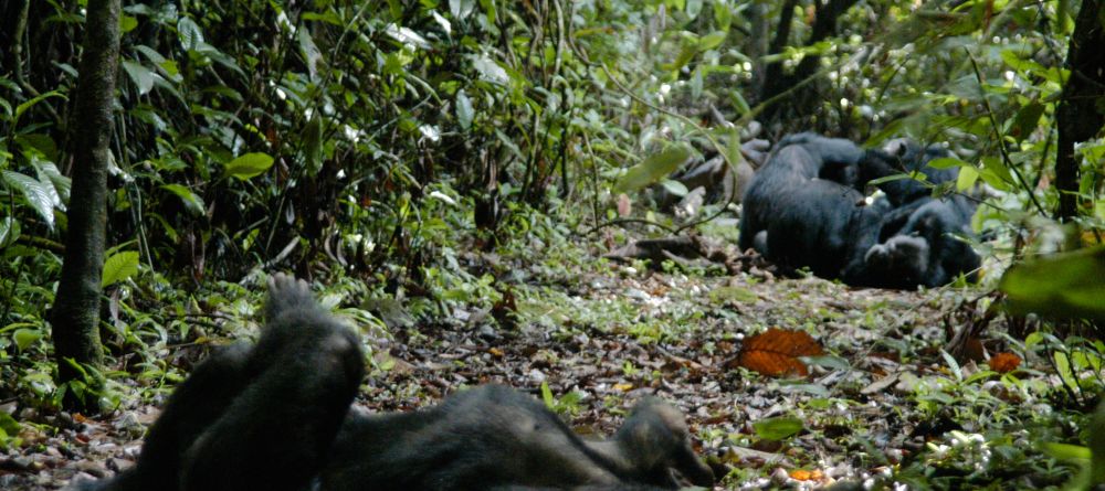 Chimps relaxing at Gombe Forest Lodge, Gombe National Park, Tanzania - Image 15