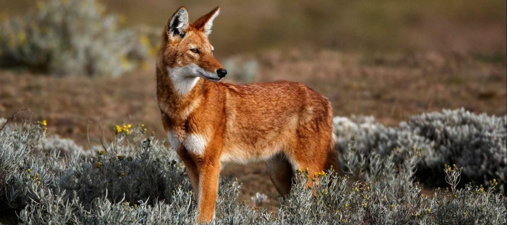 Bale Mountain Lodge, Bale Mountain National Park, Ethiopia - Image 1