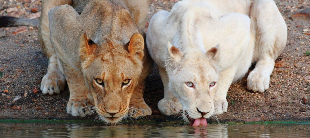 Tanda Tula Field Camp, Timbavati Game Reserve, South Africa - Image 4