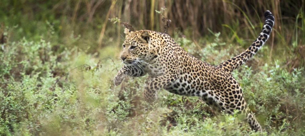 Chongwe River Camp, Lower Zambezi National Park, Zambia - Image 12