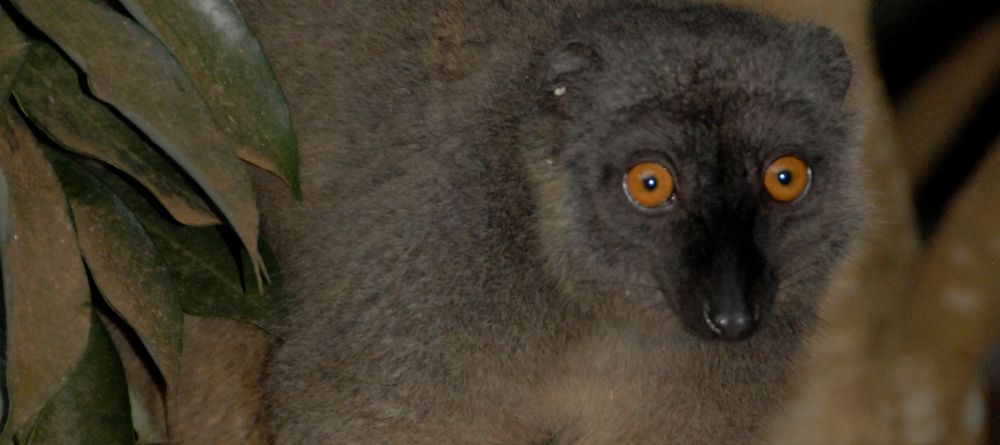 Lemur Amber Mountains - Image 2