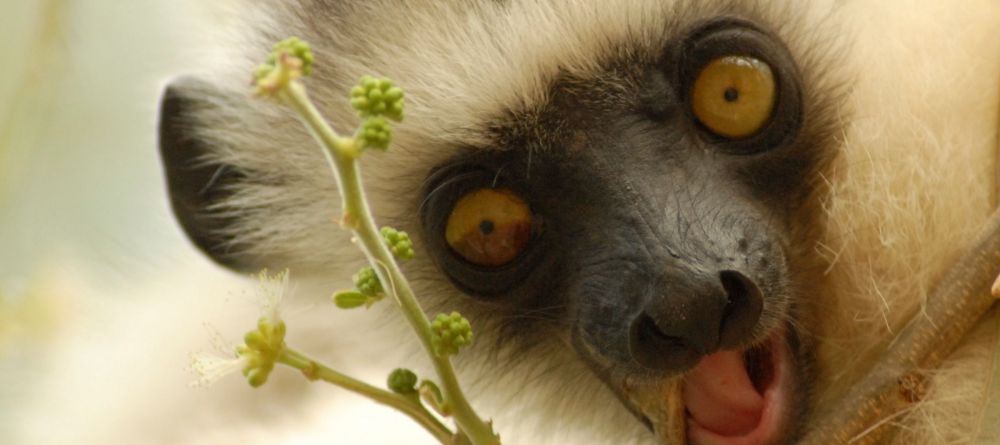 Incredible Lemurs of Andasibe National Park - Image 14