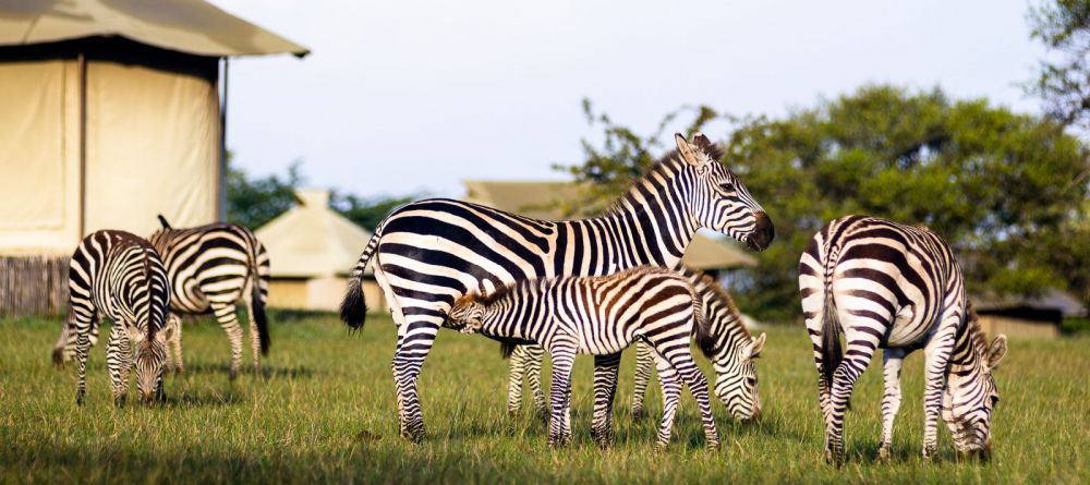 Sabora Tented Camp, Grumeti Private Reserve, Tanzania - Image 7